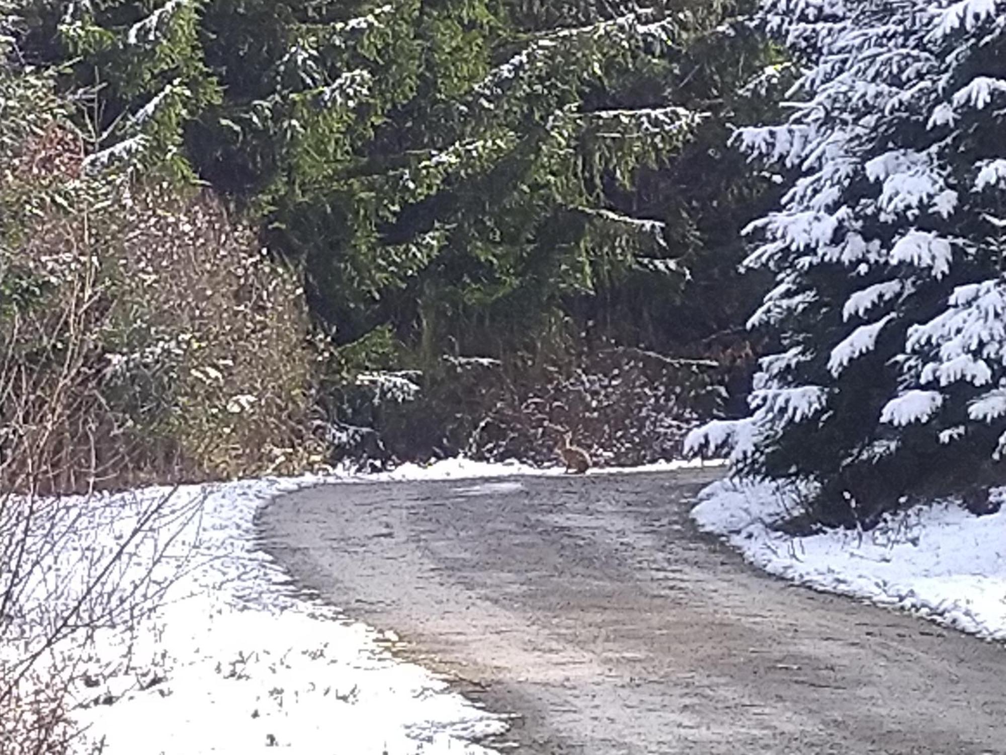 EuscheidUrlaub Mit Hund Auf Dem Bauernhof Hofswald公寓 外观 照片