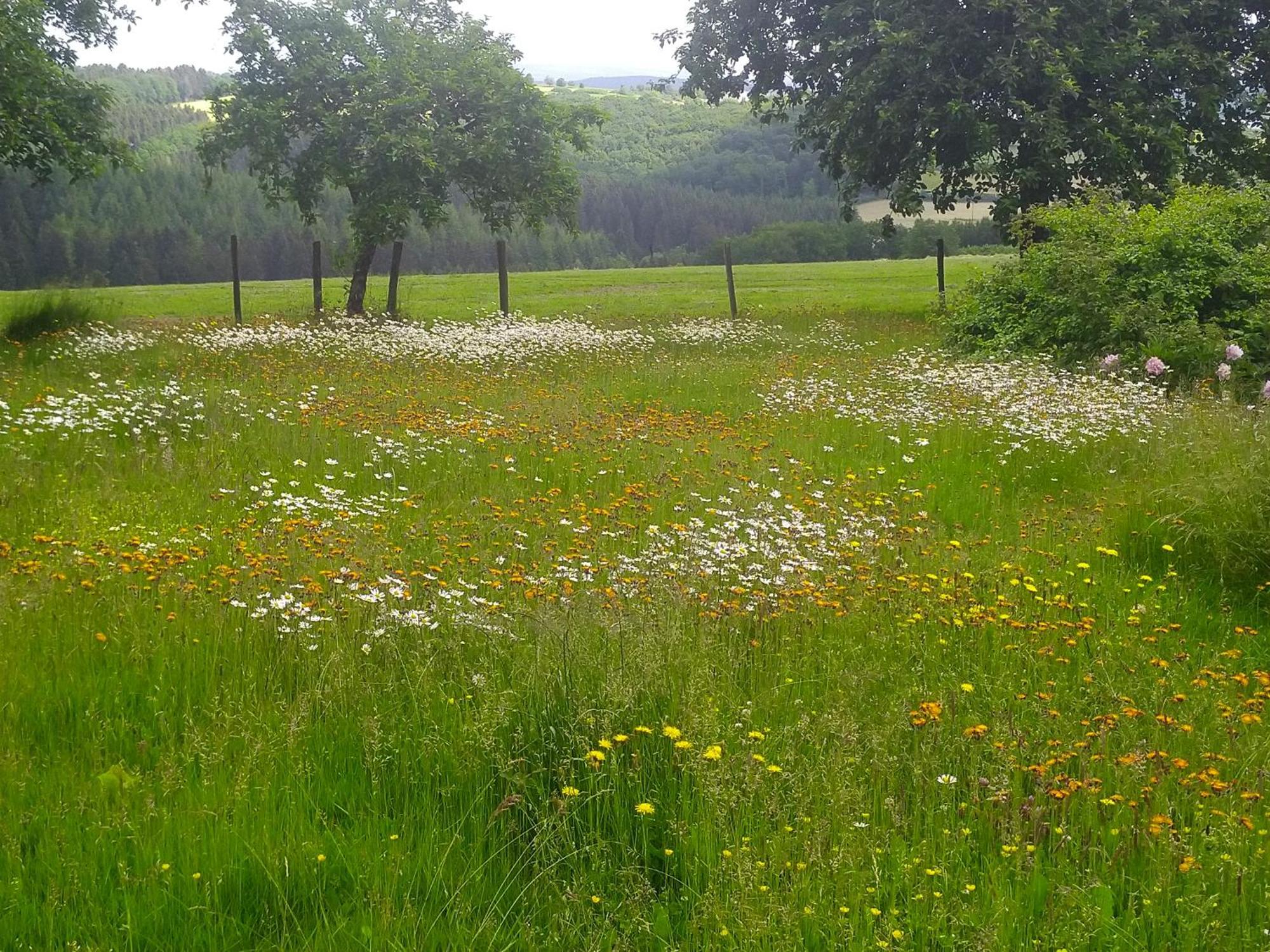 EuscheidUrlaub Mit Hund Auf Dem Bauernhof Hofswald公寓 外观 照片