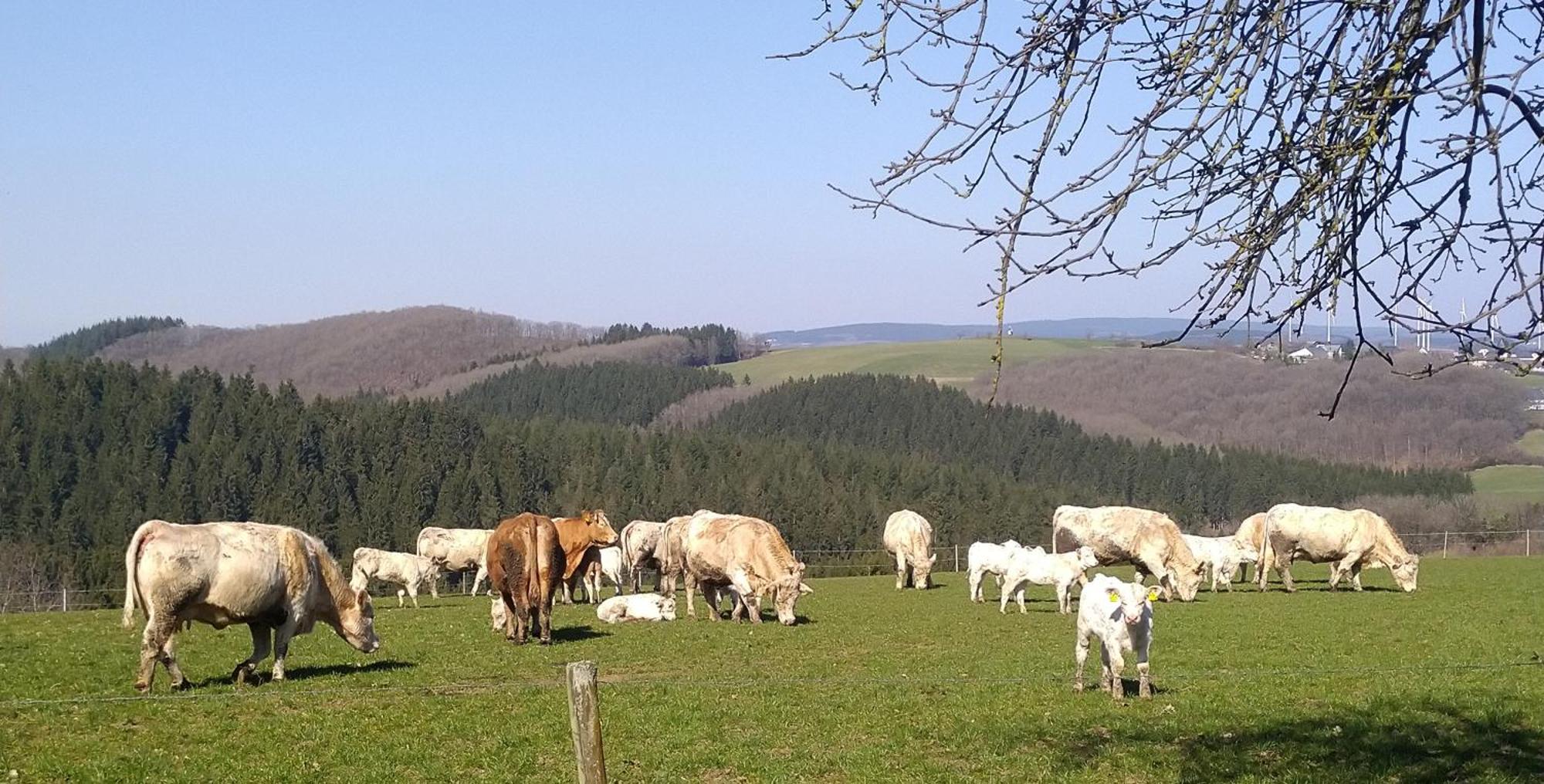 EuscheidUrlaub Mit Hund Auf Dem Bauernhof Hofswald公寓 外观 照片