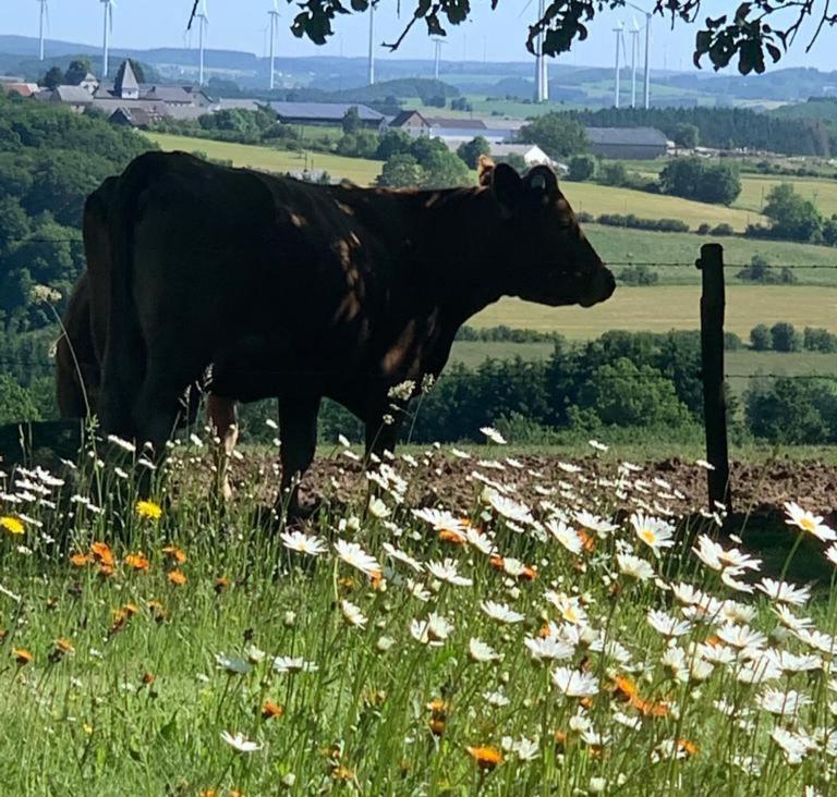EuscheidUrlaub Mit Hund Auf Dem Bauernhof Hofswald公寓 外观 照片