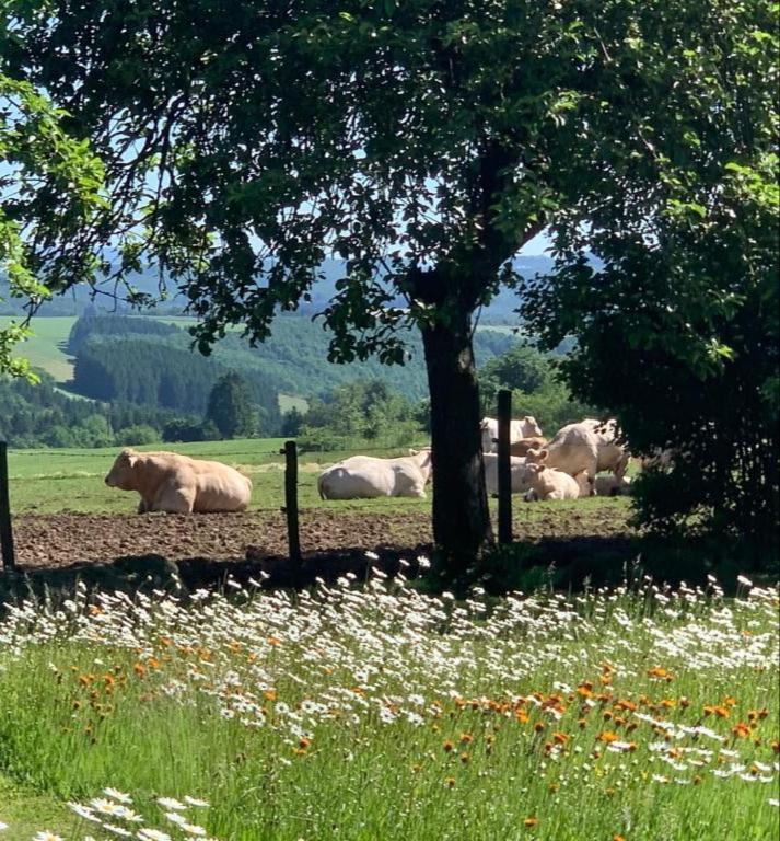 EuscheidUrlaub Mit Hund Auf Dem Bauernhof Hofswald公寓 外观 照片